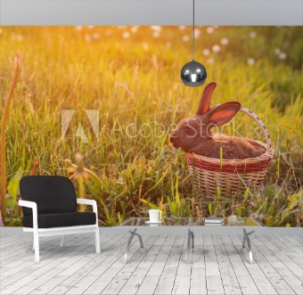Picture of Rabbit in basket outdoor